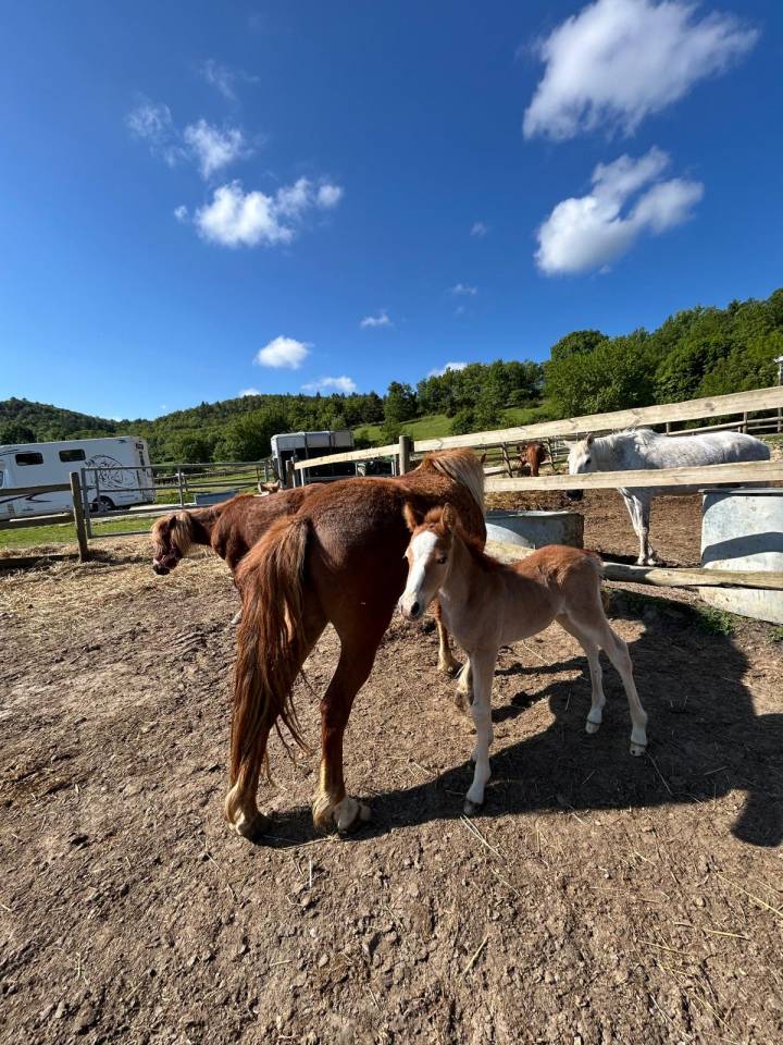 Yegua Silla Franc&eacute;s En venta 2024 Bayo moreno