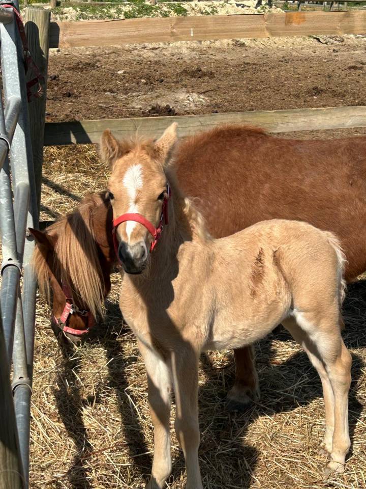Yegua Silla Franc&eacute;s En venta 2024 Bayo moreno