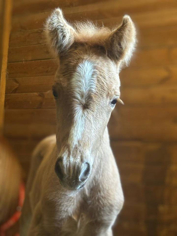 Yegua Silla Franc&eacute;s En venta 2024 Bayo moreno