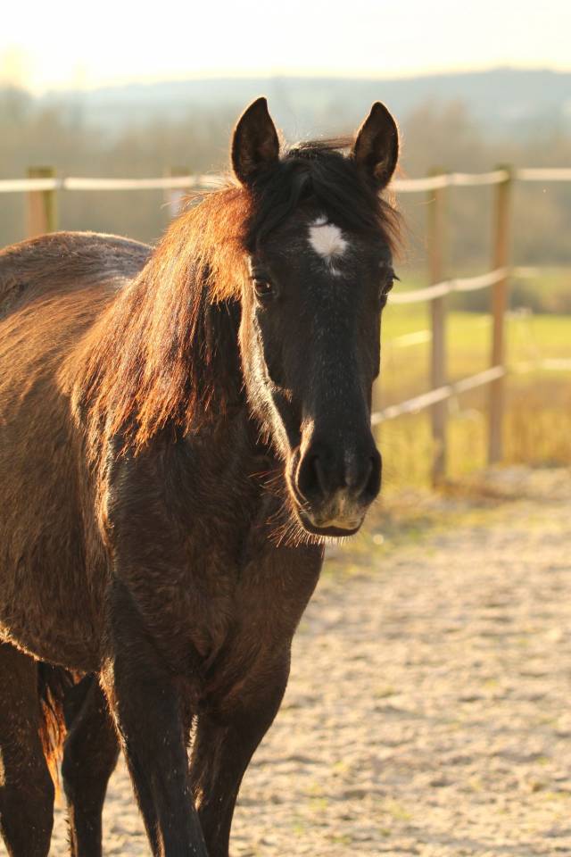 Potranca PRE Pura Raza Espa&ntilde;ola En venta 2024 Tordo