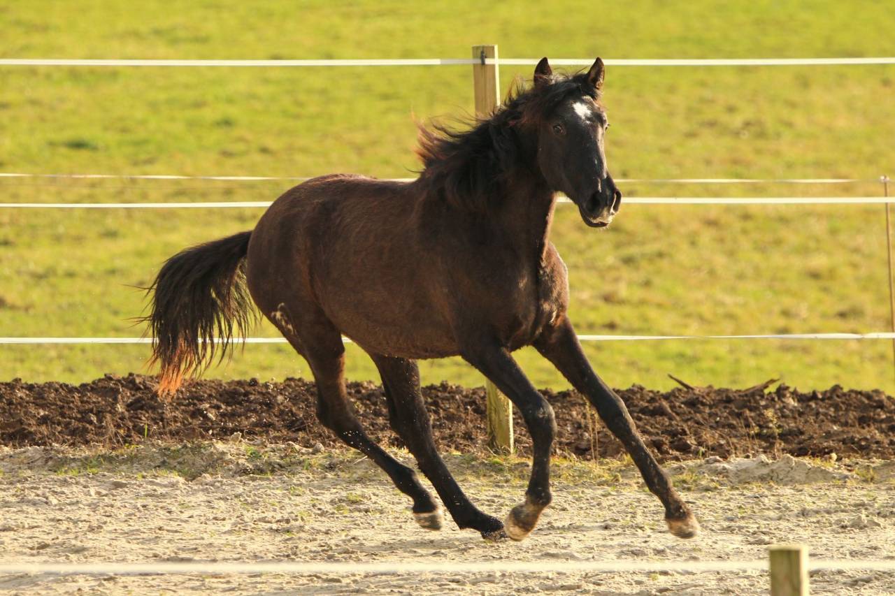Potranca PRE Pura Raza Espa&ntilde;ola En venta 2024 Tordo