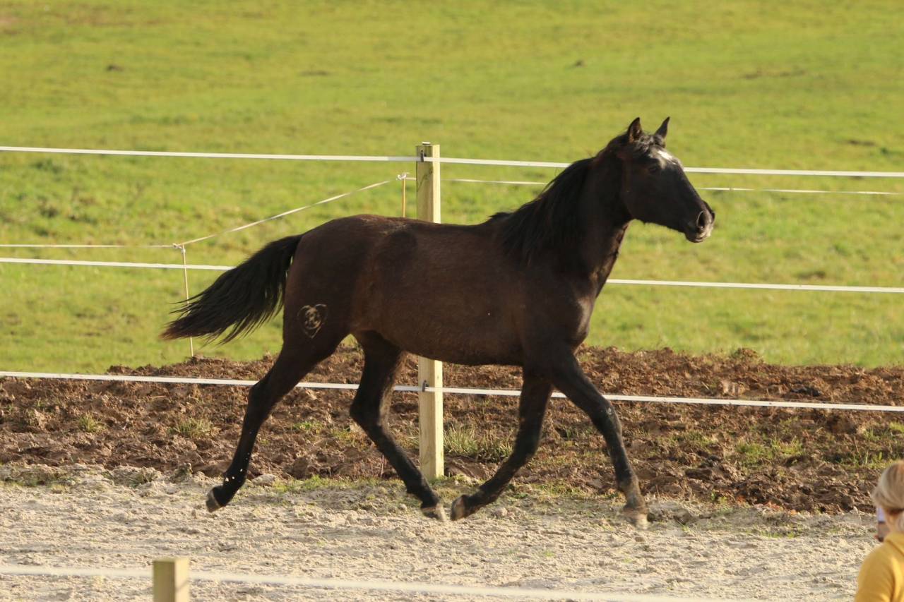 Potranca PRE Pura Raza Espa&ntilde;ola En venta 2024 Tordo