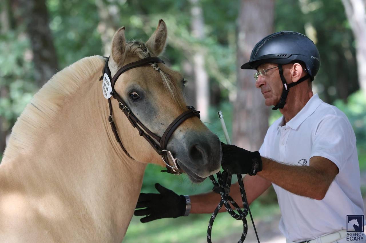 Caballo castrado Fjord En venta 2022 Isabelo