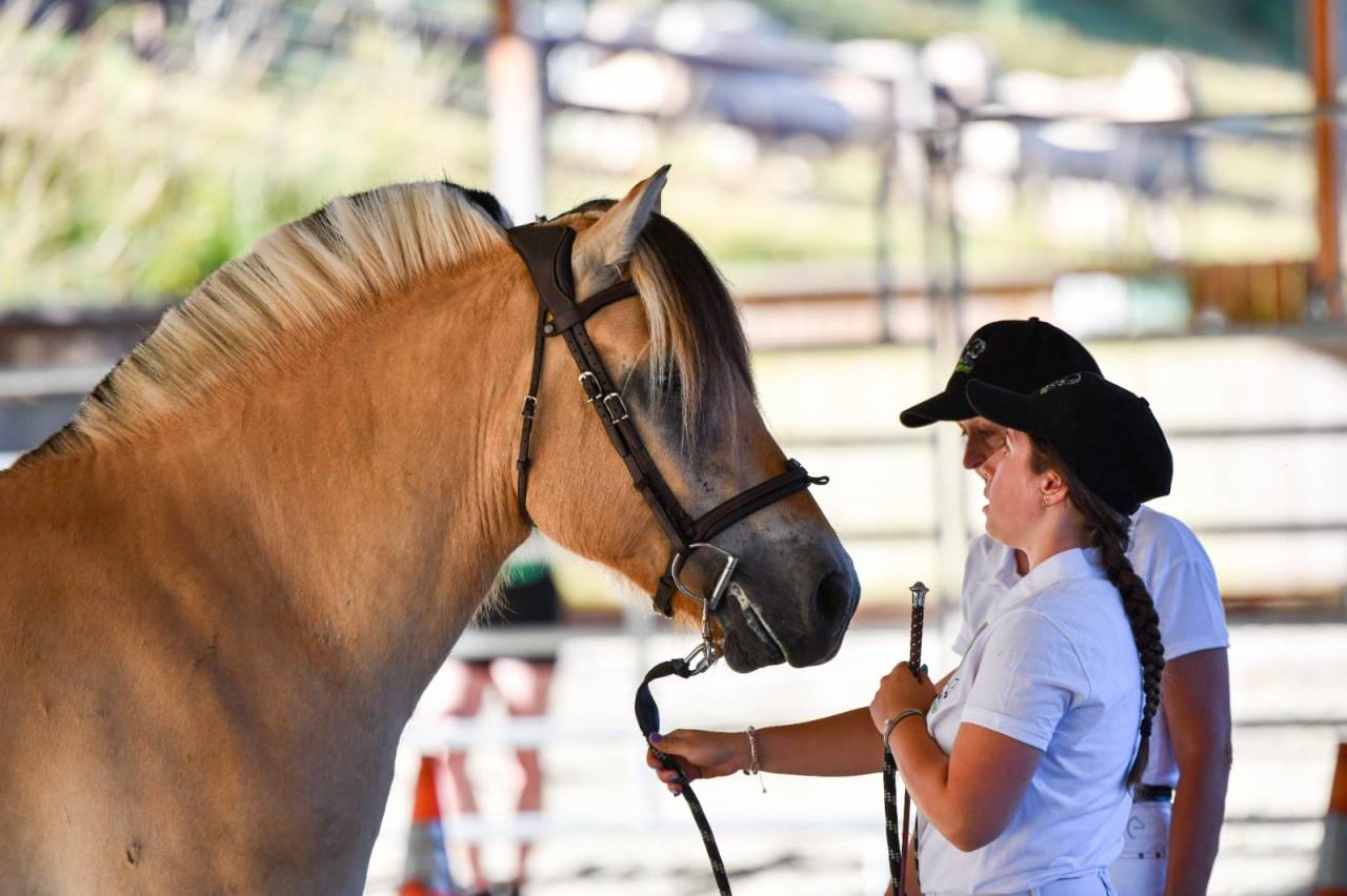 Caballo castrado Fjord En venta 2022 Isabelo