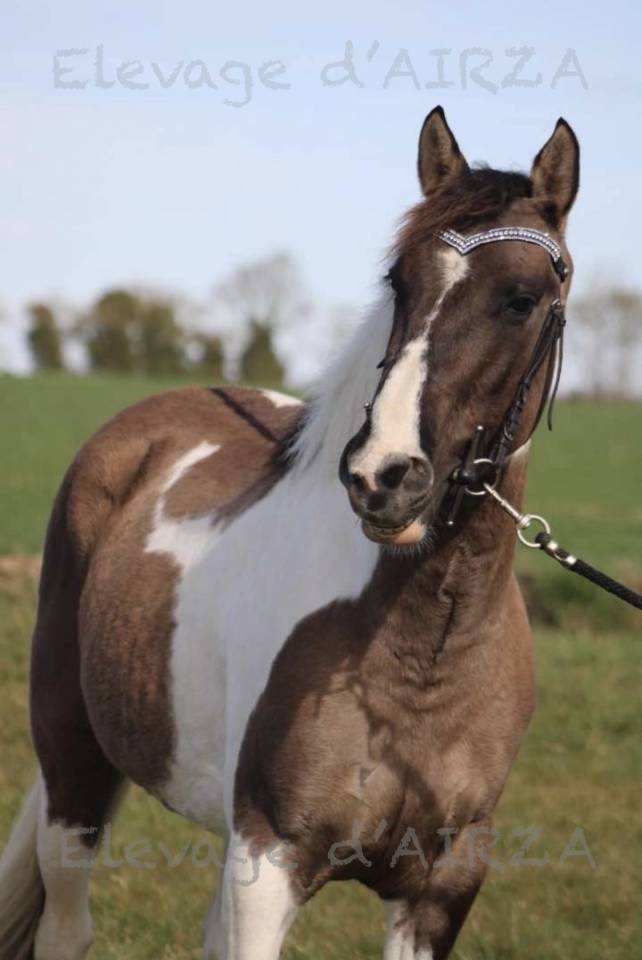 Milly boy de l etre - Paint Horse 2022 por Pepsi poco smoke USA