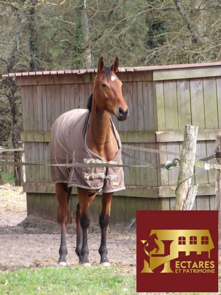 Propiedad ecuestre En venta Landas