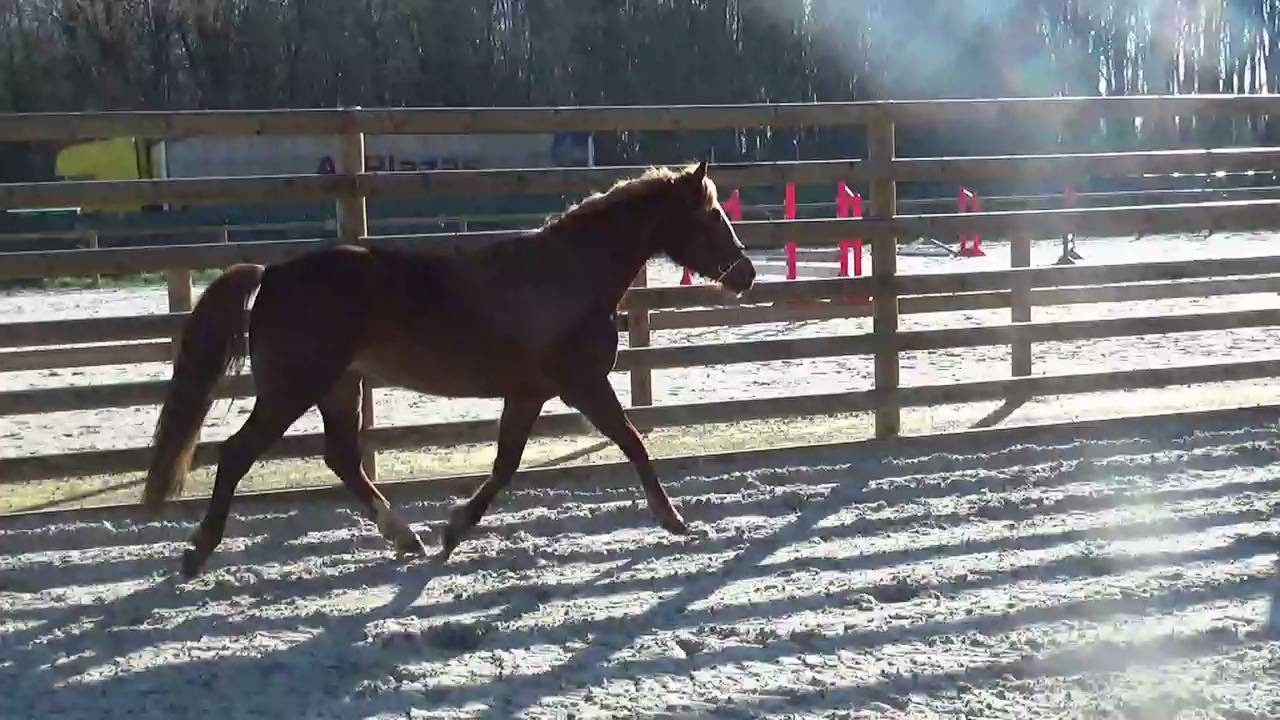 Yegua PFS Poni Fran&ccedil;&eacute;s de Silla En venta 2018 Alaz&aacute;n por COUTSOU DE LALANDE, PSF