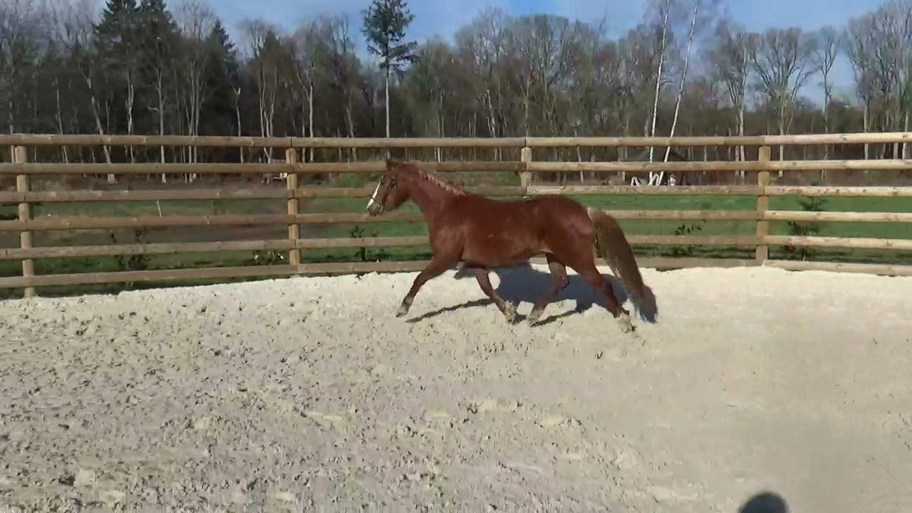 Yegua PFS Poni Fran&ccedil;&eacute;s de Silla En venta 2018 Alaz&aacute;n por COUTSOU DE LALANDE, PSF