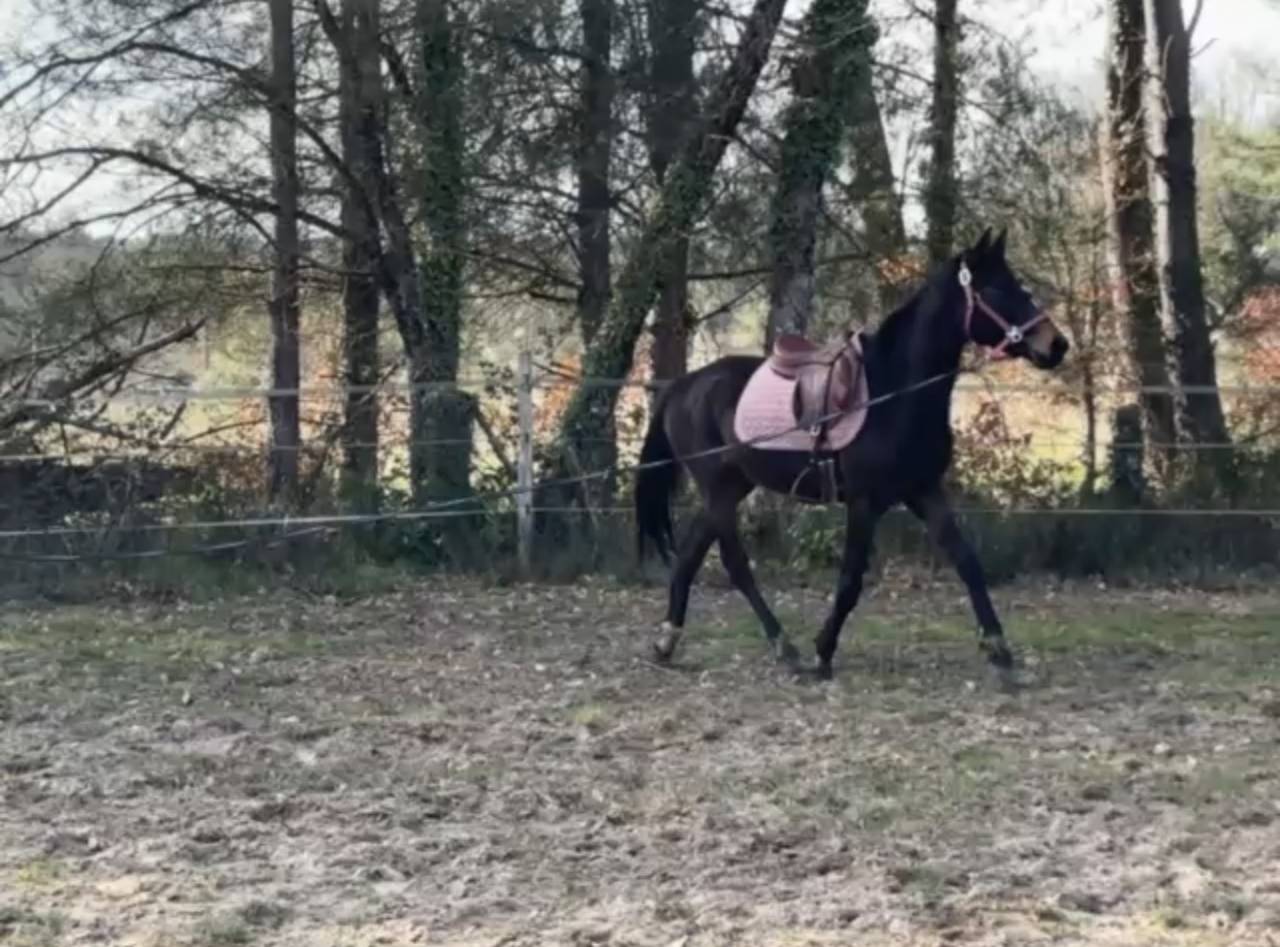 Yegua Zangersheide En venta 2023 Bayo moreno