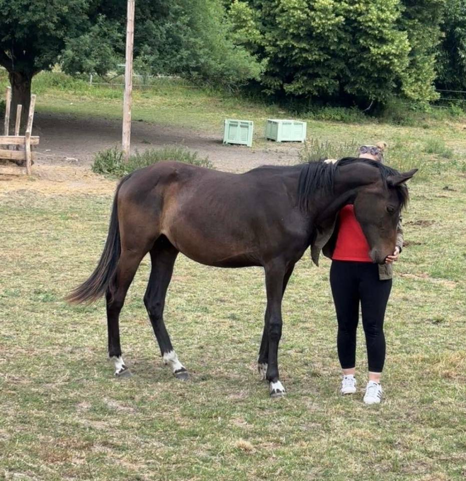 Yegua Zangersheide En venta 2023 Bayo moreno