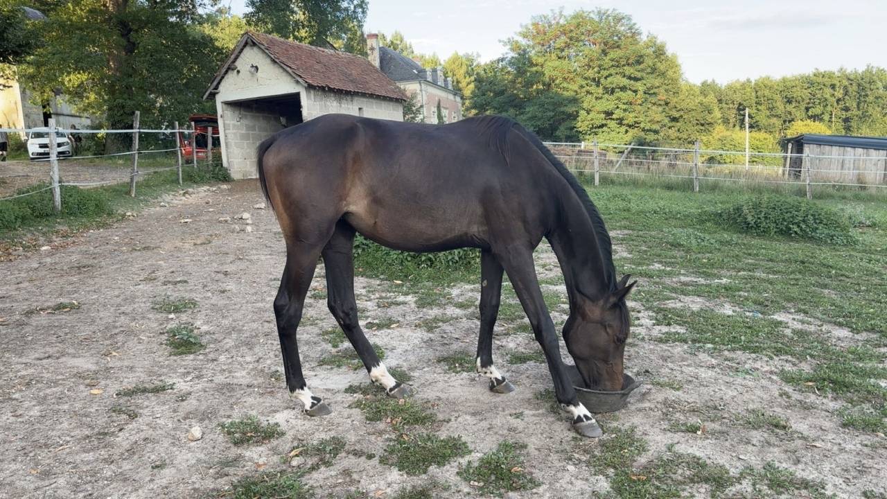 Yegua Zangersheide En venta 2023 Bayo moreno