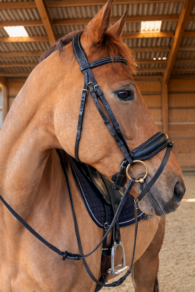 Yegua KWPN Caballo de Deporte Neerland&eacute;s En venta 2016 Alaz&aacute;n tostado