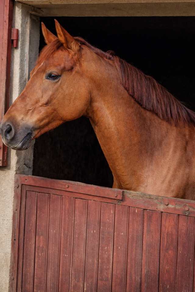Yegua KWPN Caballo de Deporte Neerland&eacute;s En venta 2016 Alaz&aacute;n tostado