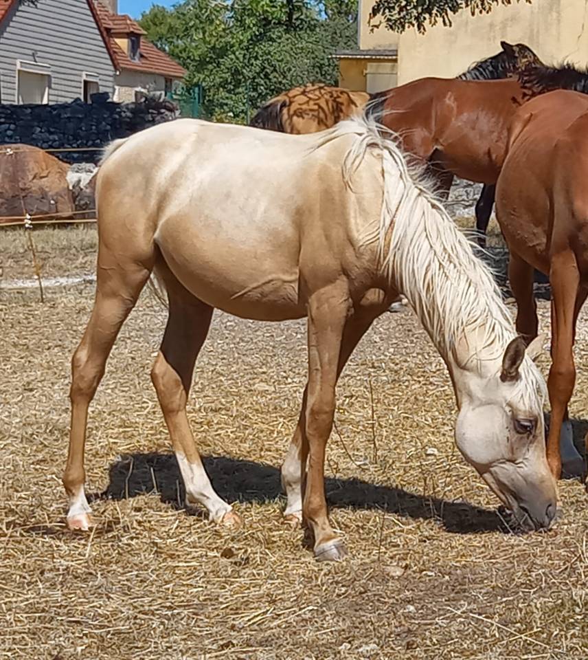 Potranca Media Sangre Arabe En venta 2024 Palomino por IEN'A COARI