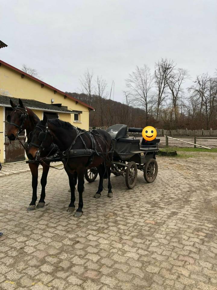 Caballo castrado Nonius En venta 2021 Bayo moreno