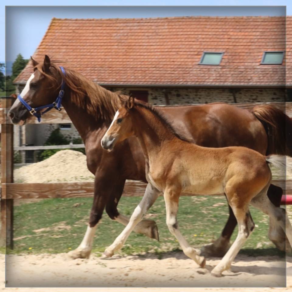 Potro Welsh Poni (Secci&oacute;n D), Welsh Cob  En venta 2025 Bayo por Lucky Boy de Ma&iuml;ka