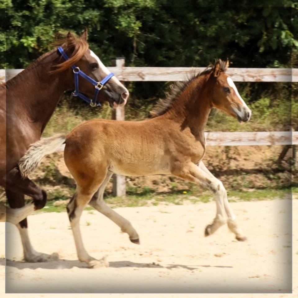 Potro Welsh Poni (Secci&oacute;n D), Welsh Cob  En venta 2025 Bayo por Lucky Boy de Ma&iuml;ka