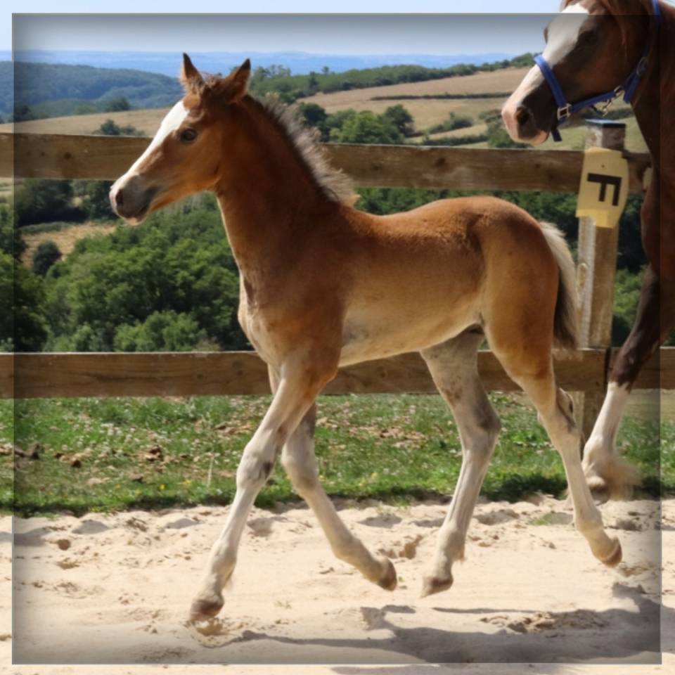 Potro Welsh Poni (Secci&oacute;n D), Welsh Cob  En venta 2025 Bayo por Lucky Boy de Ma&iuml;ka