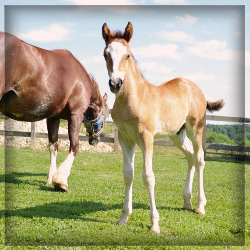 Potro Welsh Poni (Secci&oacute;n D), Welsh Cob  En venta 2025 Bayo por Lucky Boy de Ma&iuml;ka