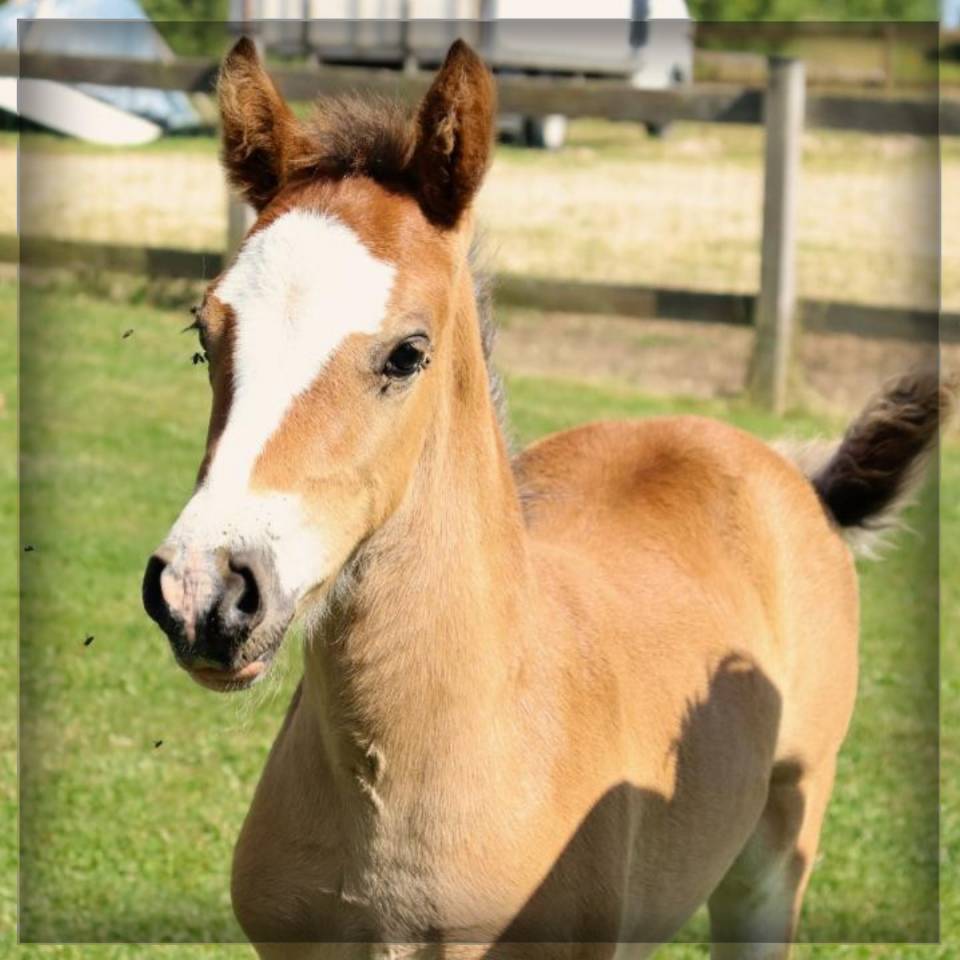 Potro Welsh Poni (Secci&oacute;n D), Welsh Cob  En venta 2025 Bayo por Lucky Boy de Ma&iuml;ka