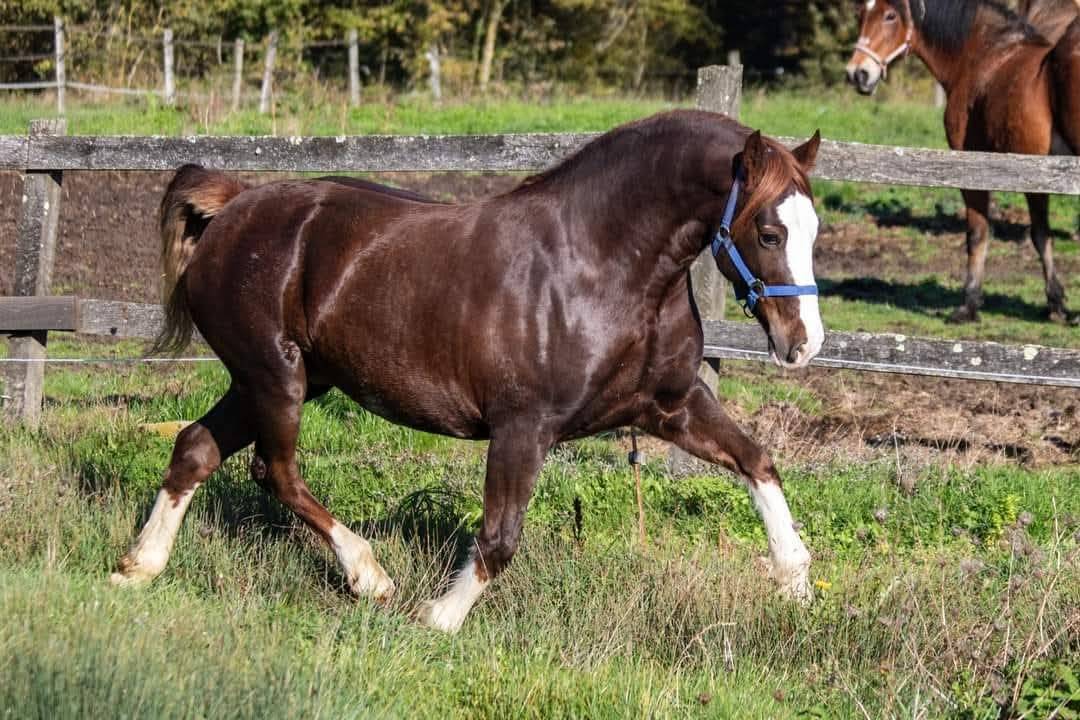Potro Welsh Poni (Secci&oacute;n D), Welsh Cob  En venta 2025 Bayo por Lucky Boy de Ma&iuml;ka