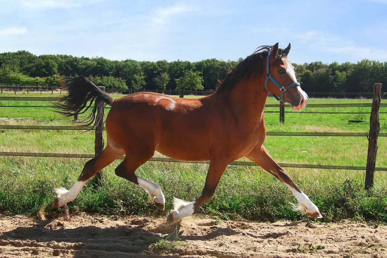Potro Welsh Poni (Secci&oacute;n D), Welsh Cob  En venta 2025 Bayo por Lucky Boy de Ma&iuml;ka
