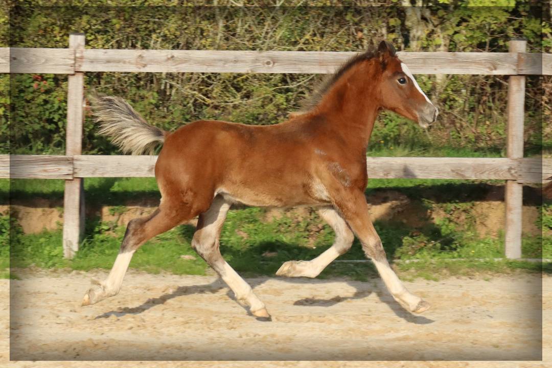 Potro Welsh Poni (Secci&oacute;n D), Welsh Cob  En venta 2025 Bayo por Lucky Boy de Ma&iuml;ka