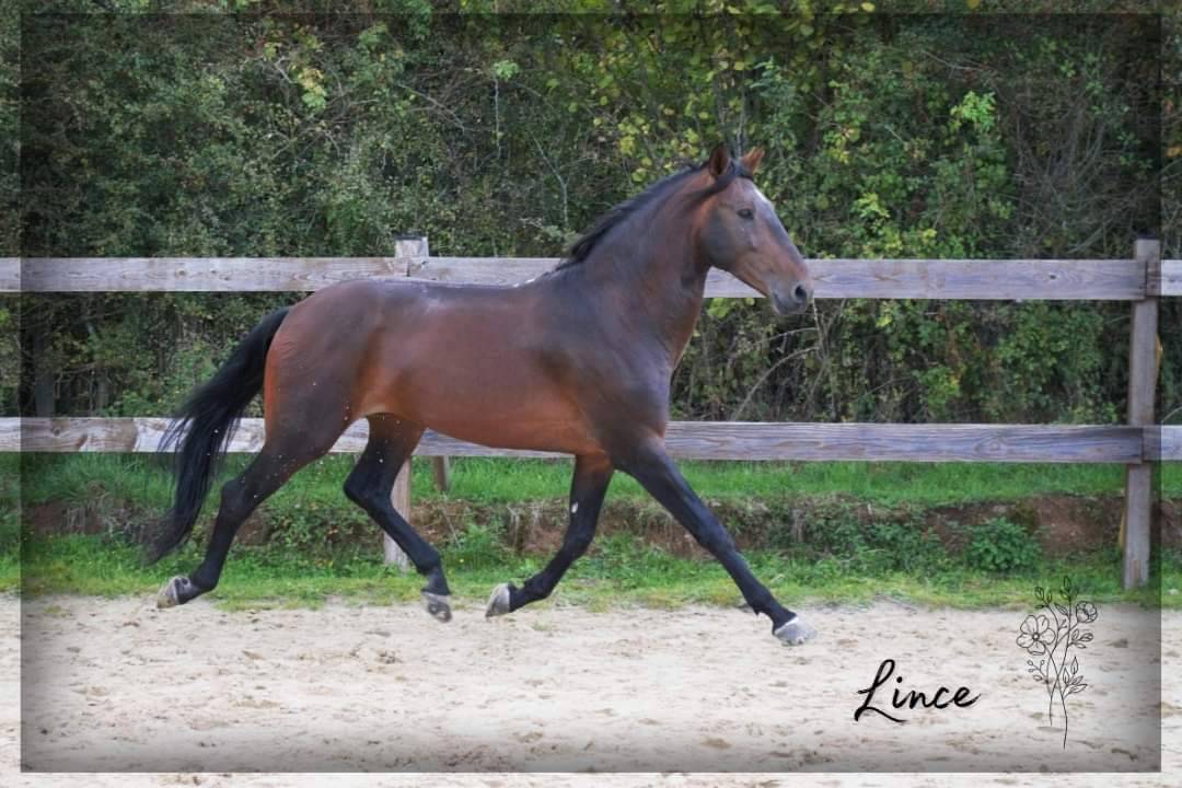 Caballo castrado Lusitano En venta 2015 Bayo moreno por VINHO MVP