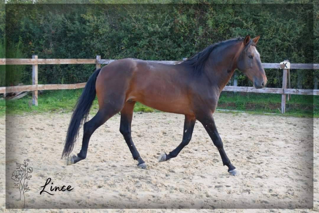 Caballo castrado Lusitano En venta 2015 Bayo moreno por VINHO MVP