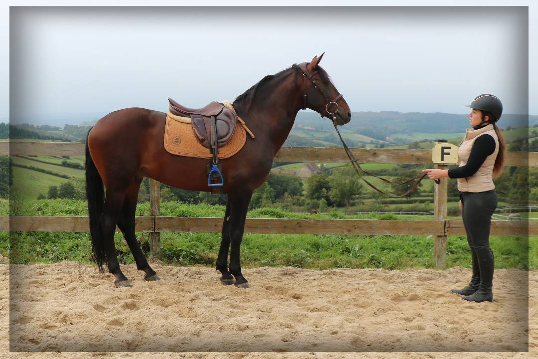 Caballo castrado Lusitano En venta 2015 Bayo moreno por VINHO MVP