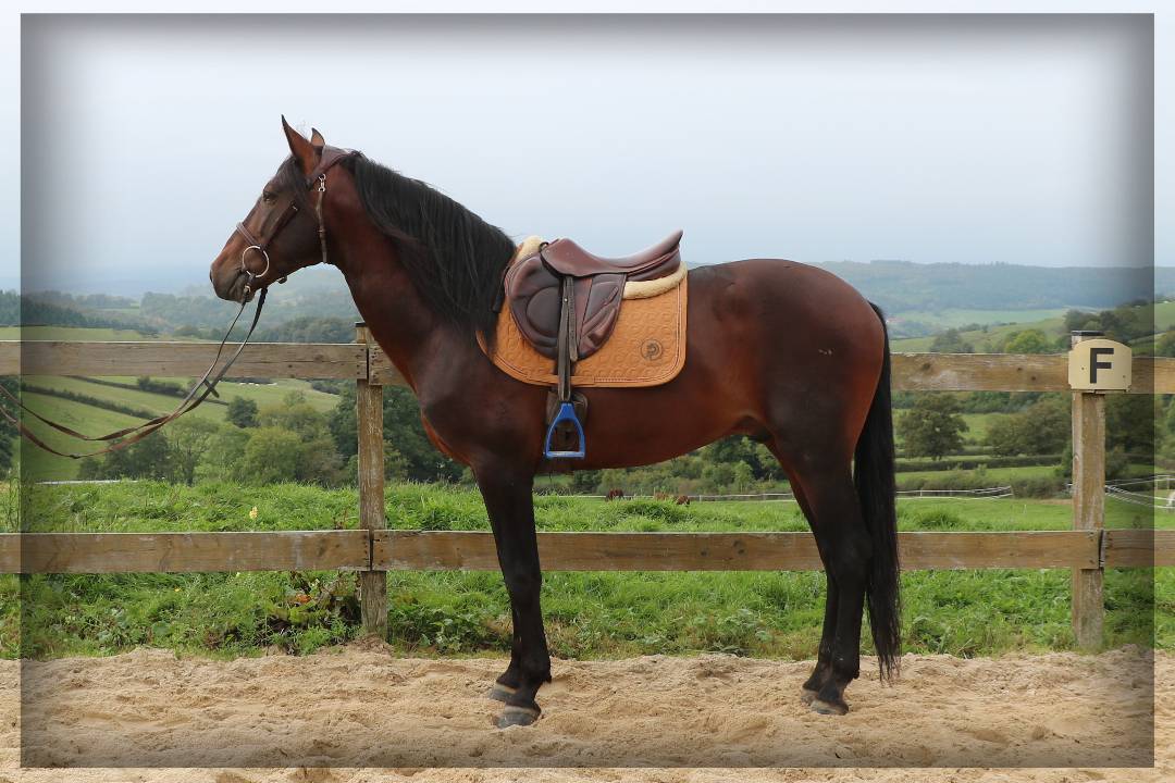 Caballo castrado Lusitano En venta 2015 Bayo moreno por VINHO MVP