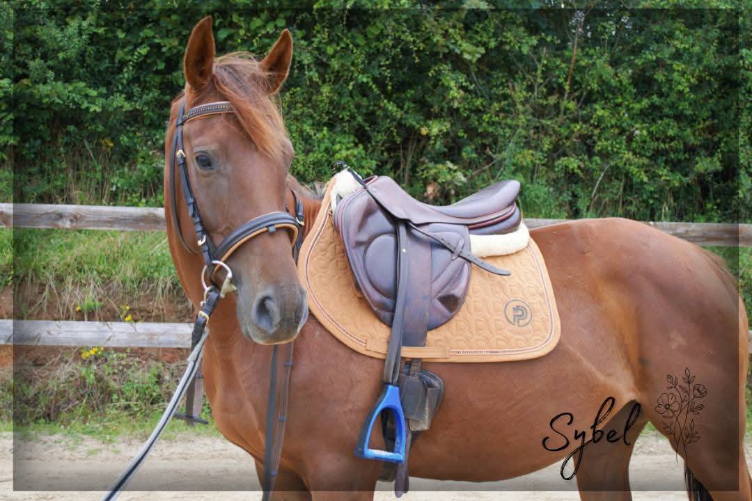 Yegua Pura Sangre Ingl&eacute;s En venta 2021 Alaz&aacute;n por Nom de d'la