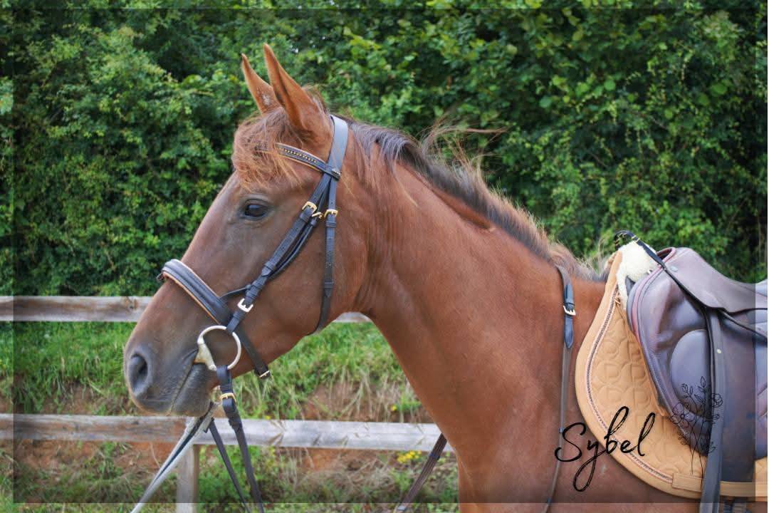 Yegua Pura Sangre Ingl&eacute;s En venta 2021 Alaz&aacute;n por Nom de d'la