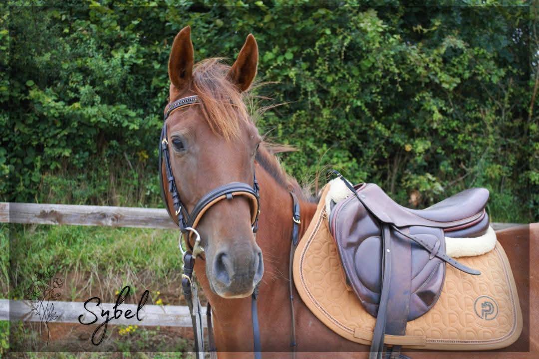 Yegua Pura Sangre Ingl&eacute;s En venta 2021 Alaz&aacute;n por Nom de d'la