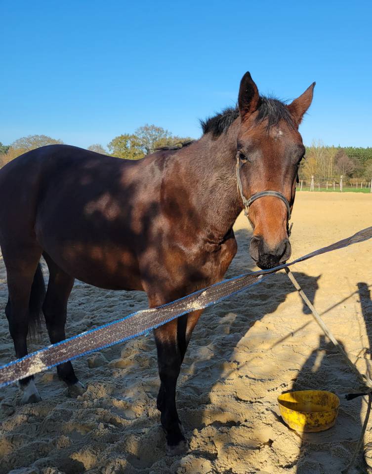 Potranca Silla Franc&eacute;s En venta 2023 Bayo por Casallo z