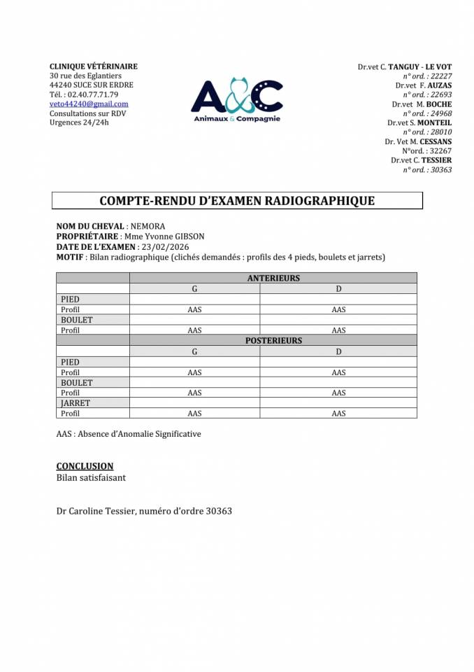 Potranca Silla Franc&eacute;s En venta 2023 Bayo por Casallo z