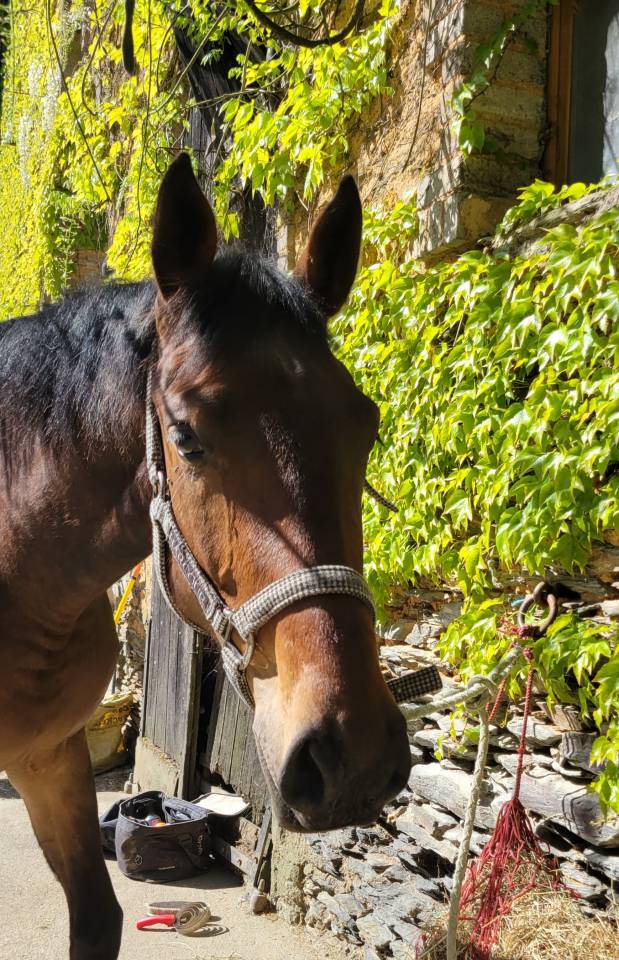 Potranca Silla Franc&eacute;s En venta 2023 Bayo por Casallo z