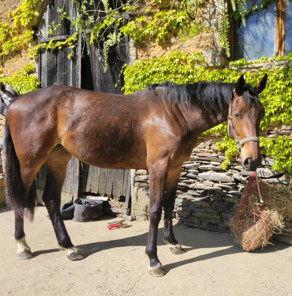 Potranca Silla Franc&eacute;s En venta 2023 Bayo por Casallo z