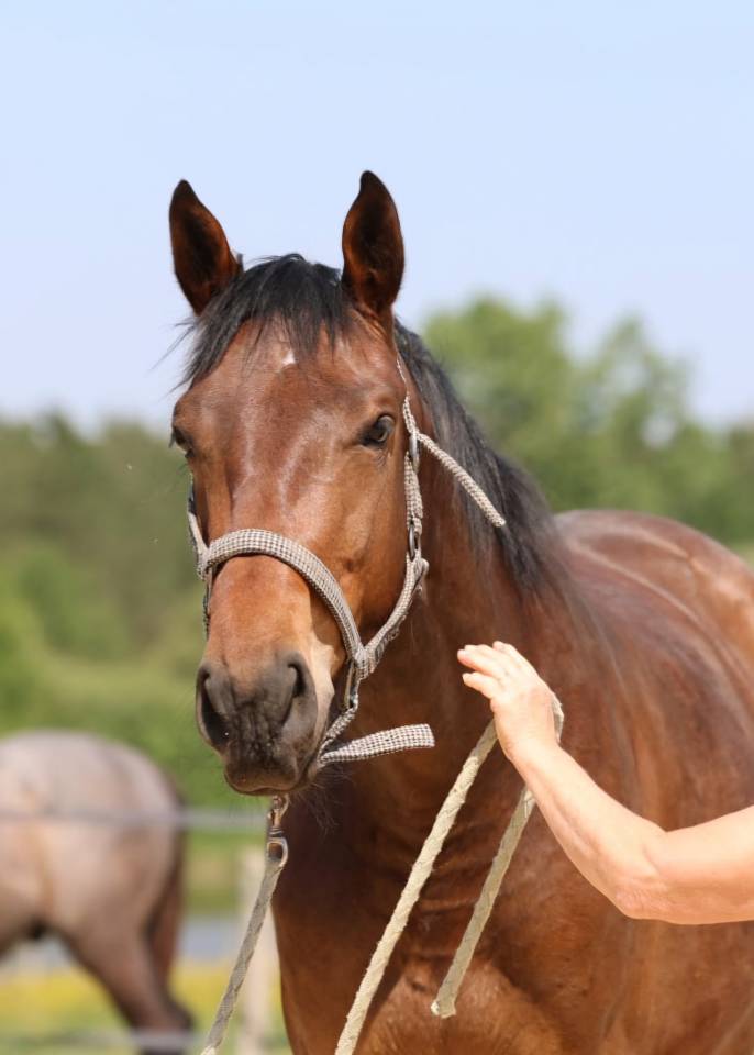 Potranca Silla Franc&eacute;s En venta 2023 Bayo por Casallo z