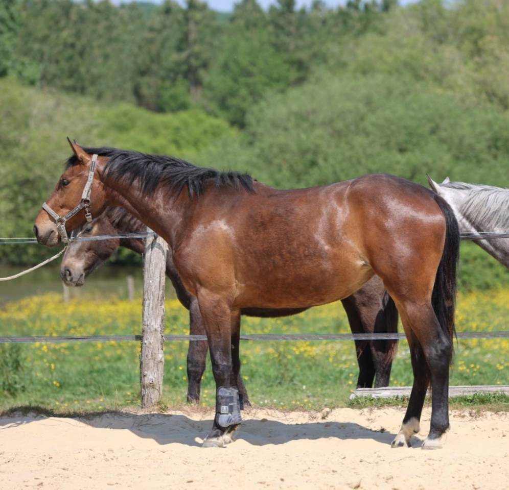 Potranca Silla Franc&eacute;s En venta 2023 Bayo por Casallo z