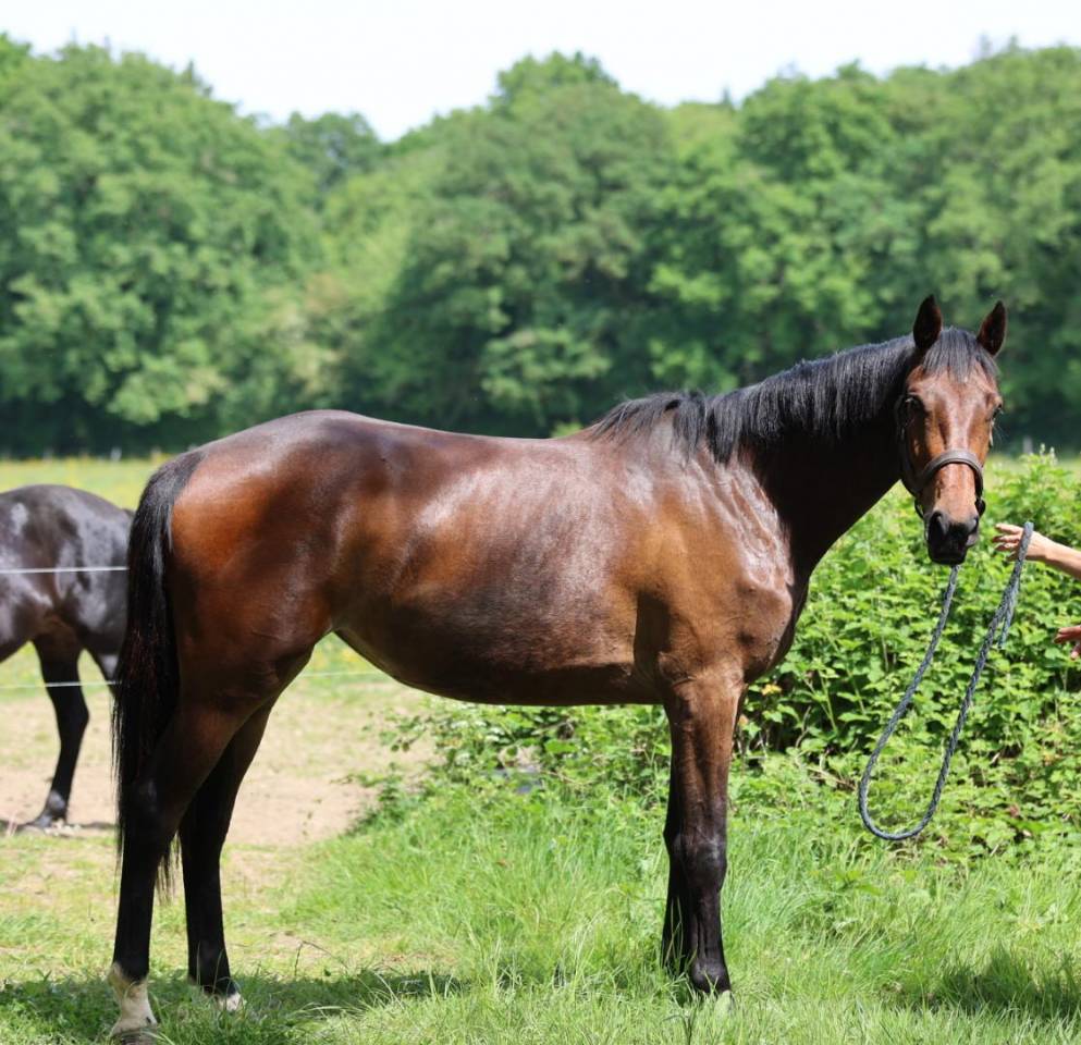 Potranca Silla Franc&eacute;s En venta 2023 Bayo por Casallo z