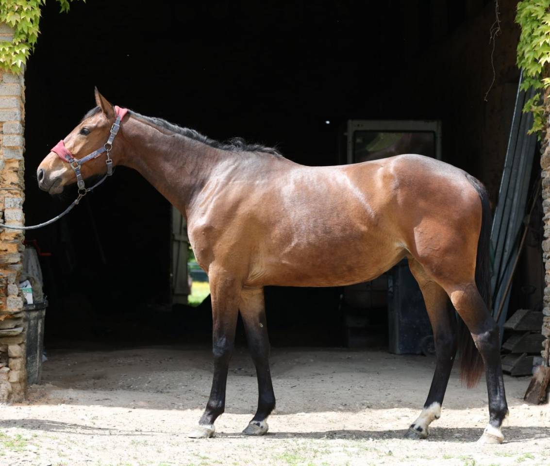 Potranca Silla Franc&eacute;s En venta 2023 Bayo por Casallo z