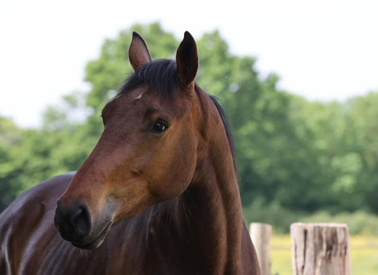 Potranca Silla Franc&eacute;s En venta 2023 Bayo por Casallo z