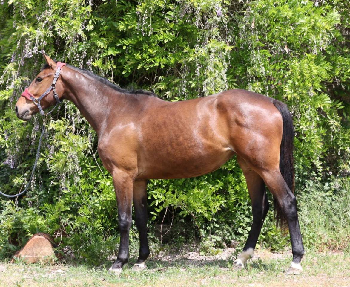 Potranca Silla Franc&eacute;s En venta 2023 Bayo por Casallo z