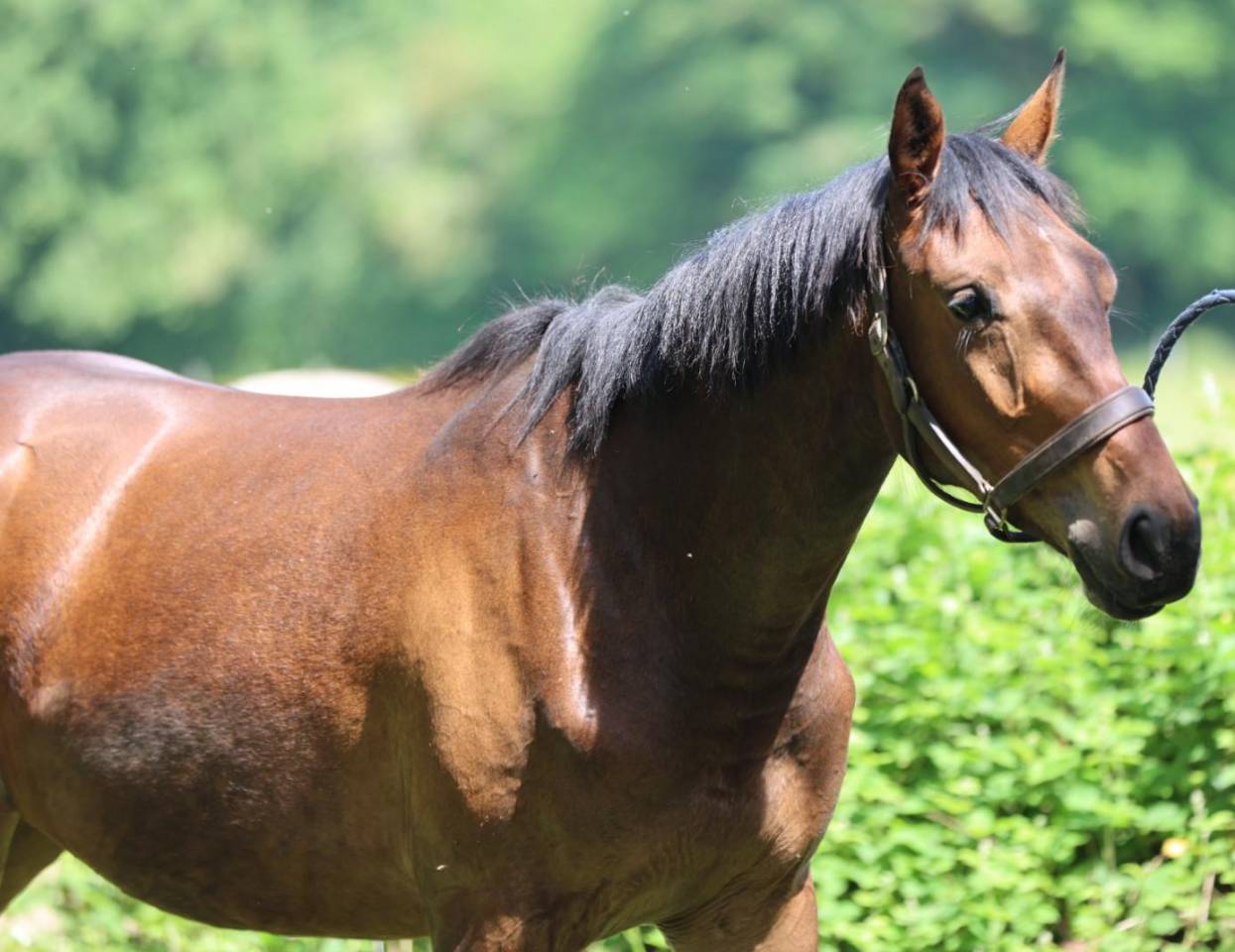 Potranca Silla Franc&eacute;s En venta 2023 Bayo por Casallo z