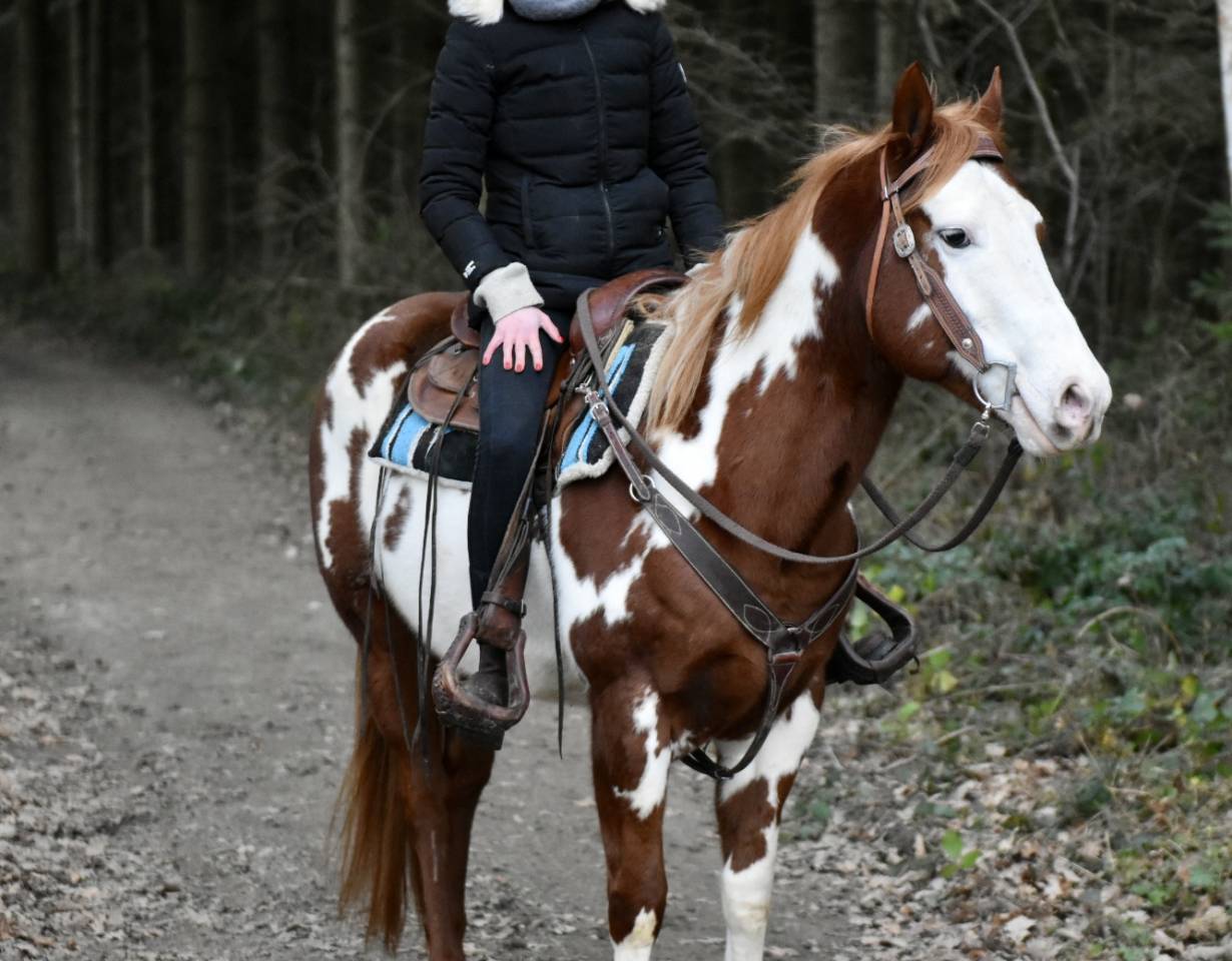 Semental Paint Horse En venta 2021 Overo