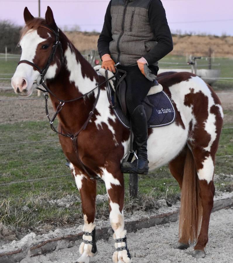 Semental Paint Horse En venta 2021 Overo