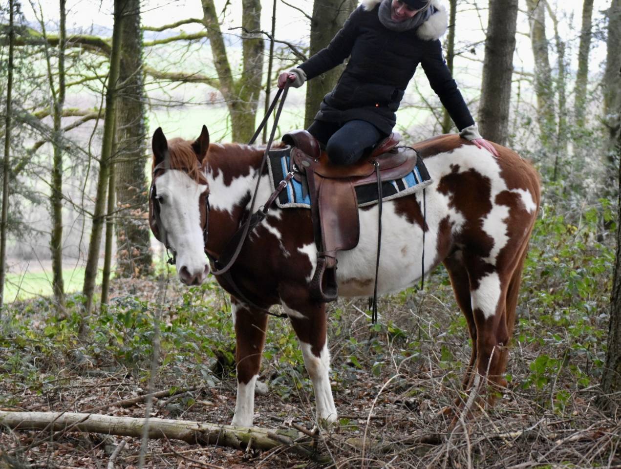 Semental Paint Horse En venta 2021 Overo