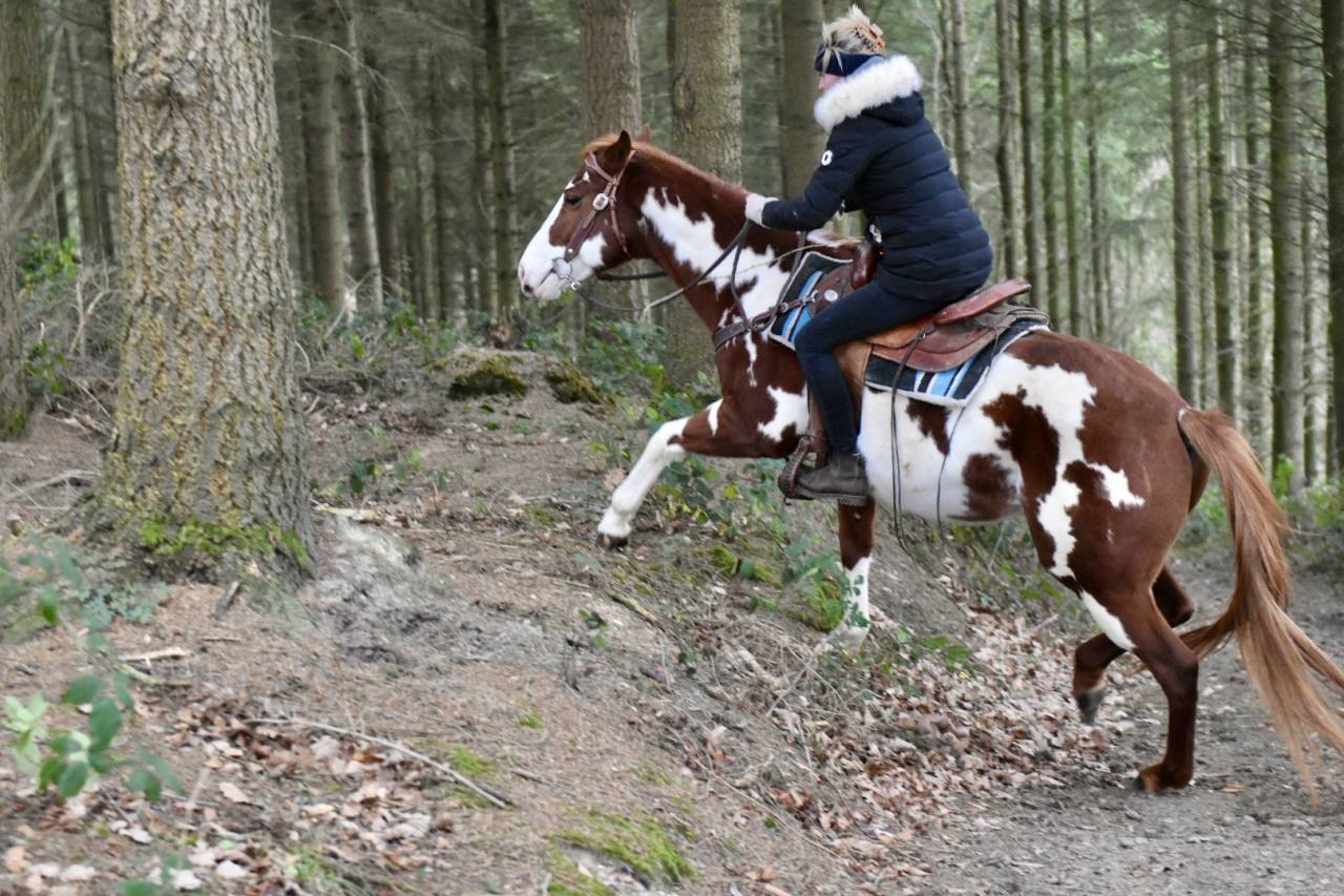 Semental Paint Horse En venta 2021 Overo