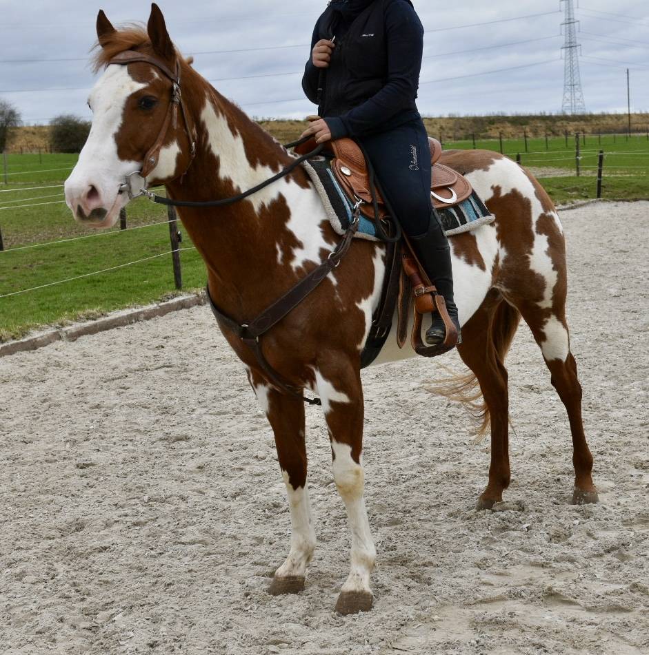 Semental Paint Horse En venta 2021 Overo